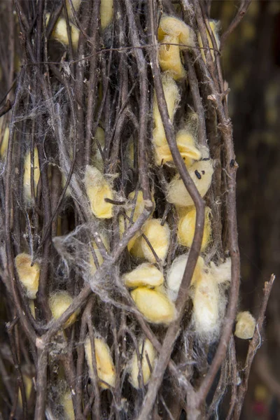 Seidenkokons Bei Der Seidenproduktion Auf Der Seideninsel Oder Koh Dach — Stockfoto