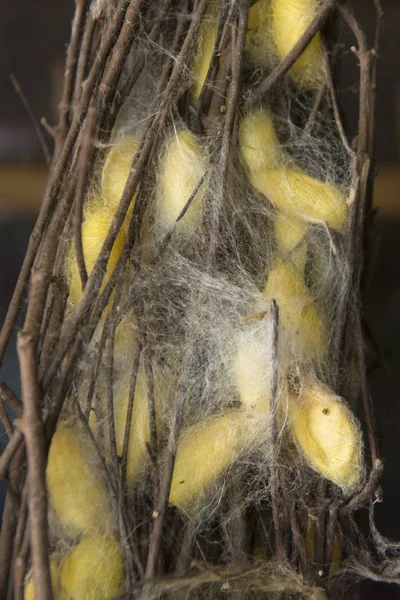 Cocoons Seda Producción Seda Isla Seda Koh Dach Cerca Ciudad — Foto de Stock