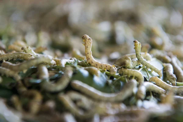 Silkworms Ipek Ada Veya Koh Dach Phnom Penh Kamboçya Oteller — Stok fotoğraf