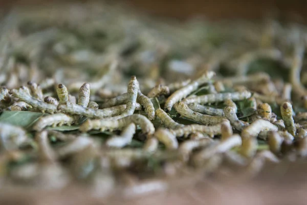 Silkworms Ipek Ada Veya Koh Dach Phnom Penh Kamboçya Oteller — Stok fotoğraf