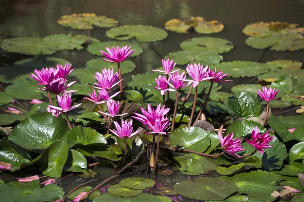 Garden Lotus Flowers City Kampong Thom Cambodia — Stock Photo, Image