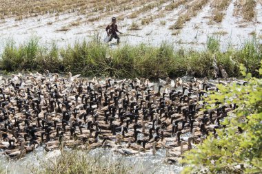 Kamboçya, Kampong Thom - Kasım, 2017: Kampong Thom Kamboçya ördek çiftliği'nde bir su Khmer yönetim sistemi ve kanal alanları ve lndscape yakın