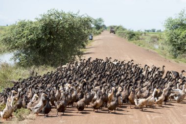 Ördek çiftliği'nde bir yol ve su Khmer yönetim sistemi ve kanal alanlarda ve peyzaj Kampong Thom Kamboçya oteller