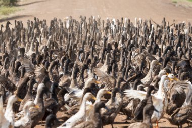 Ördek çiftliği'nde bir yol ve su Khmer yönetim sistemi ve kanal alanlarda ve peyzaj Kampong Thom Kamboçya oteller