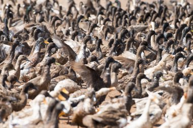 Ördek çiftliği'nde bir yol ve su Khmer yönetim sistemi ve kanal alanlarda ve peyzaj Kampong Thom Kamboçya oteller
