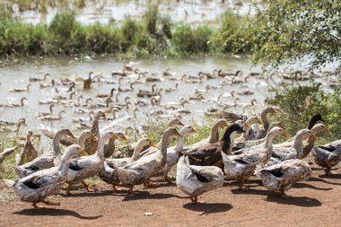 Ördek çiftliği'nde su Khmer yönetim sistemi ve alanlar ve lndscape Kamboçya Kampong Thom şehir yakınındaki kanalda
