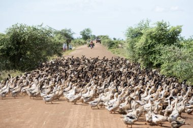 Kamboçya, Kampong Thom - Kasım, 2017: Duck çiftlikte bir yol ve su Khmer yönetim sistemi ve kanal alanlarda ve peyzaj Kampong Thom Kamboçya oteller