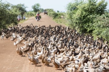 Kamboçya, Kampong Thom - Kasım, 2017: Duck çiftlikte bir yol ve su Khmer yönetim sistemi ve kanal alanlarda ve peyzaj Kampong Thom Kamboçya oteller