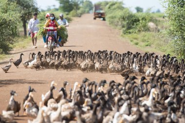 Kamboçya, Kampong Thom - Kasım, 2017: Duck çiftlikte bir yol ve su Khmer yönetim sistemi ve kanal alanlarda ve peyzaj Kampong Thom Kamboçya oteller