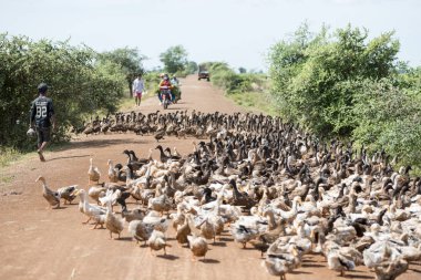Kamboçya, Kampong Thom - Kasım, 2017: Duck çiftlikte bir yol ve su Khmer yönetim sistemi ve kanal alanlarda ve peyzaj Kampong Thom Kamboçya oteller