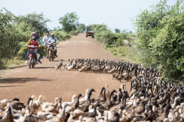 Kamboçya, Kampong Thom - Kasım, 2017: Duck çiftlikte bir yol ve su Khmer yönetim sistemi ve kanal alanlarda ve peyzaj Kampong Thom Kamboçya oteller