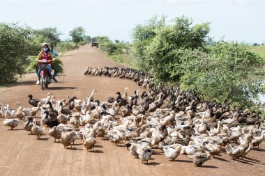 Kamboçya, Kampong Thom - Kasım, 2017: Duck çiftlikte bir yol ve su Khmer yönetim sistemi ve kanal alanlarda ve peyzaj Kampong Thom Kamboçya oteller