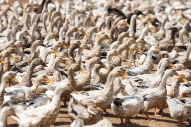Ördek çiftliği'nde bir yol ve su Khmer yönetim sistemi ve kanal alanlarda ve peyzaj Kampong Thom Kamboçya oteller