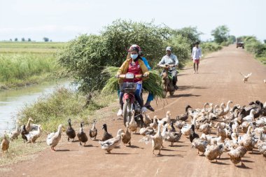 Kamboçya, Kampong Thom - Kasım, 2017: Duck çiftlikte bir yol ve su Khmer yönetim sistemi ve kanal alanlarda ve peyzaj Kampong Thom Kamboçya oteller