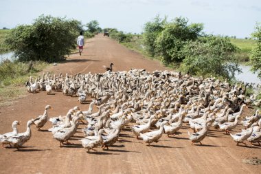 Kamboçya, Kampong Thom - Kasım, 2017: Duck çiftlikte bir yol ve su Khmer yönetim sistemi ve kanal alanlarda ve peyzaj Kampong Thom Kamboçya oteller