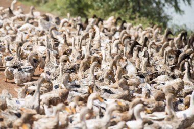 Ördek çiftliği'nde bir yol ve su Khmer yönetim sistemi ve kanal alanlarda ve peyzaj Kampong Thom Kamboçya oteller