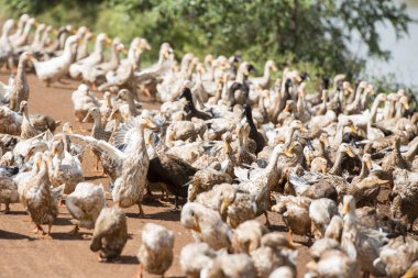 Ördek çiftliği'nde bir yol ve su Khmer yönetim sistemi ve kanal alanlarda ve peyzaj Kampong Thom Kamboçya oteller