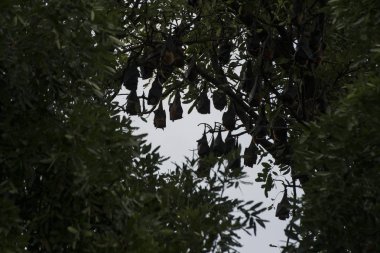 Ağaç evde eski sömürge valileri Kamboçya Kampong Thom şehir içinde bir yarasa kolonisi ile