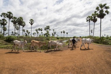 Kamboçya, Kampong Thom - Kasım, 2017: inekler bir alan ve lndscape Kamboçya Kampong Thom şehir yakınında, çiftçi