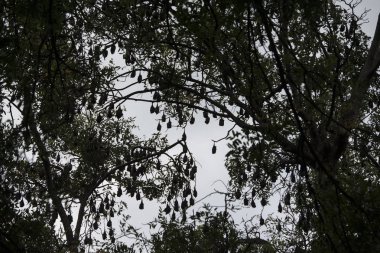 Ağaç evde eski sömürge valileri Kamboçya Kampong Thom şehir içinde bir yarasa kolonisi ile