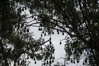 Ağaç evde eski sömürge valileri Kamboçya Kampong Thom şehir içinde bir yarasa kolonisi ile