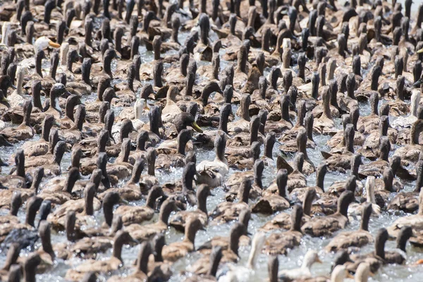 Granja Pato Sistema Gestión Khmer Agua Canal Los Campos Paisaje — Foto de Stock