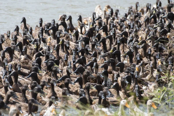 Granja Pato Sistema Gestión Khmer Agua Canal Los Campos Paisaje — Foto de Stock