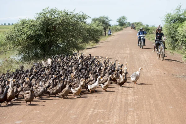 Kamboçya, Kampong Thom - Kasım, 2017: Duck çiftlikte bir yol ve su Khmer yönetim sistemi ve kanal alanlarda ve peyzaj Kampong Thom Kamboçya oteller