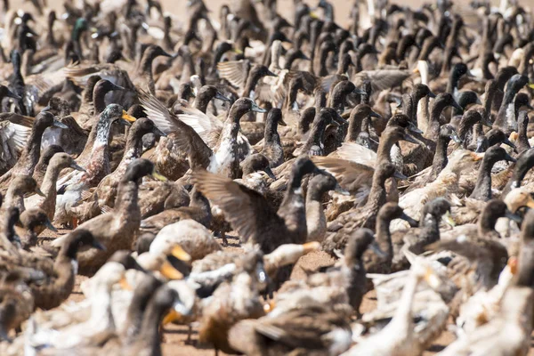 Ördek çiftliği'nde bir yol ve su Khmer yönetim sistemi ve kanal alanlarda ve peyzaj Kampong Thom Kamboçya oteller