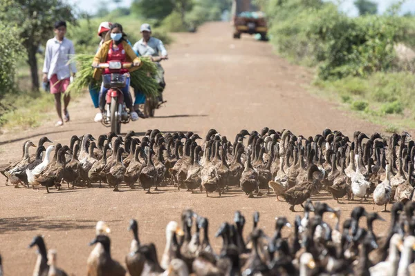 Kamboçya, Kampong Thom - Kasım, 2017: Duck çiftlikte bir yol ve su Khmer yönetim sistemi ve kanal alanlarda ve peyzaj Kampong Thom Kamboçya oteller