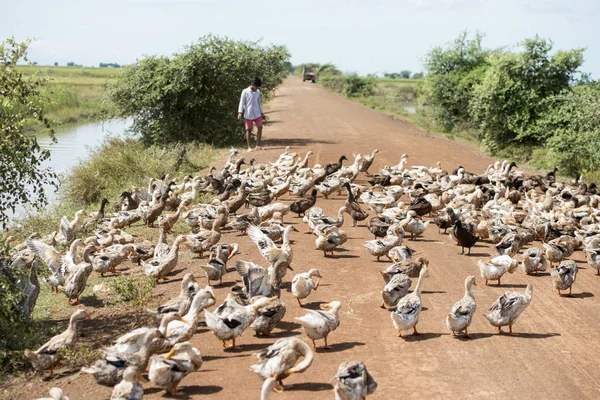 Kamboçya, Kampong Thom - Kasım, 2017: Kampong Thom Kamboçya ördek çiftliği'nde bir su Khmer yönetim sistemi ve kanal alanları ve lndscape yakın