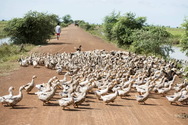 Kamboçya, Kampong Thom - Kasım, 2017: Duck çiftlikte bir yol ve su Khmer yönetim sistemi ve kanal alanlarda ve peyzaj Kampong Thom Kamboçya oteller