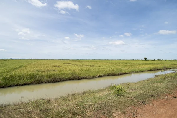 Ricefield Sistema Gestión Khmer Agua Canal Los Campos Paisaje Cerca — Foto de Stock