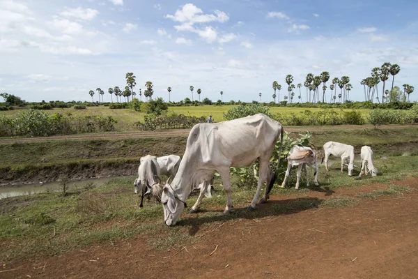 Cambodia Kampong Thom November 2017 Farmer Cows Field Lndscape City — Stock Photo, Image