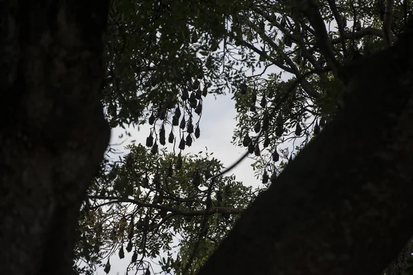 Arbre Avec Une Colonie Chauves Souris Ancienne Maison Des Gouverneurs — Photo