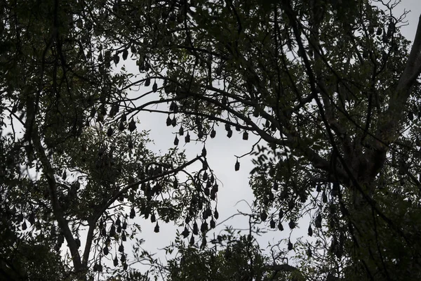 Ağaç evde eski sömürge valileri Kamboçya Kampong Thom şehir içinde bir yarasa kolonisi ile