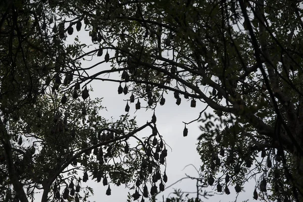 Ağaç evde eski sömürge valileri Kamboçya Kampong Thom şehir içinde bir yarasa kolonisi ile