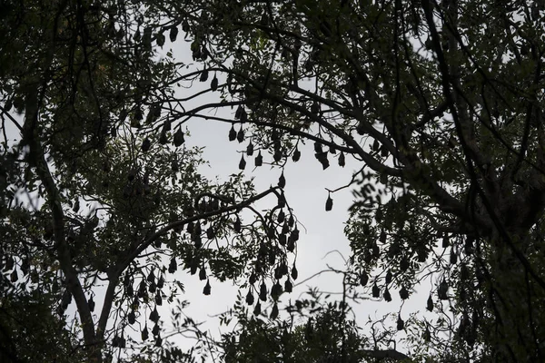 Ağaç evde eski sömürge valileri Kamboçya Kampong Thom şehir içinde bir yarasa kolonisi ile