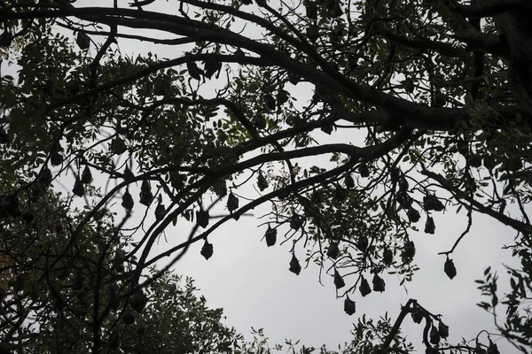 Baum Mit Fledermauskolonie Alten Haus Der Kolonialgouverneure Der Stadt Kampong — Stockfoto