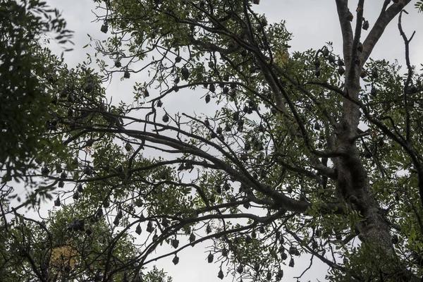 Árbol Con Una Colonia Murciélagos Antigua Casa Gobernadores Coloniales Ciudad —  Fotos de Stock