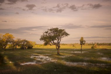 Alanlar ve peyzaj: Kampong Thom, Cambodia şehir merkezine yakın