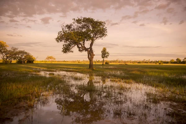 Campos Paisagem Perto Centro Cidade Kampong Thom Camboja — Fotografia de Stock