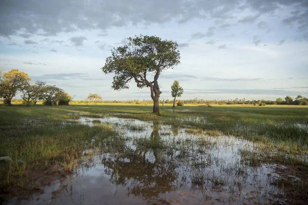 Alanlar ve peyzaj: Kampong Thom, Cambodia şehir merkezine yakın