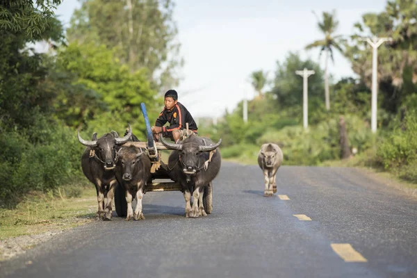 Cambodia Kampong Thom November 2017 Buffalo Cart Road City Centre — Stock Photo, Image