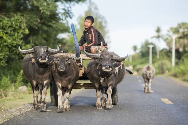 Cambodia Kampong Thom November 2017 Buffalo Cart Road City Centre — Stock Photo, Image