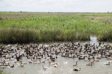Ördek çiftliği'nde su Khmer yönetim sistemi ve alanlar ve lndscape Kamboçya Kampong Thom şehir yakınındaki kanalda