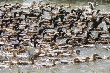 Ördek çiftliği'nde su Khmer yönetim sistemi ve alanlar ve lndscape Kamboçya Kampong Thom şehir yakınındaki kanalda