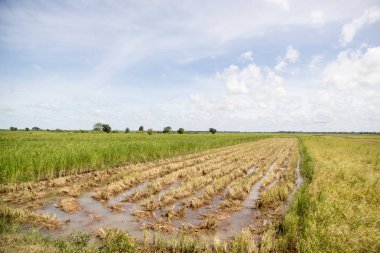 Ricefield bir su Khmer yönetim sistemi ve alanlar ve lndscape Kamboçya Kampong Thom şehir yakınındaki kanalda