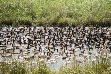 Ördek çiftliği'nde su Khmer yönetim sistemi ve alanlar ve lndscape Kamboçya Kampong Thom şehir yakınındaki kanalda