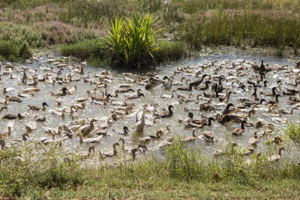 Duck farm at a water Khmer Management System and canal in the fields and lndscape near the city of Kampong Thom of Cambodia